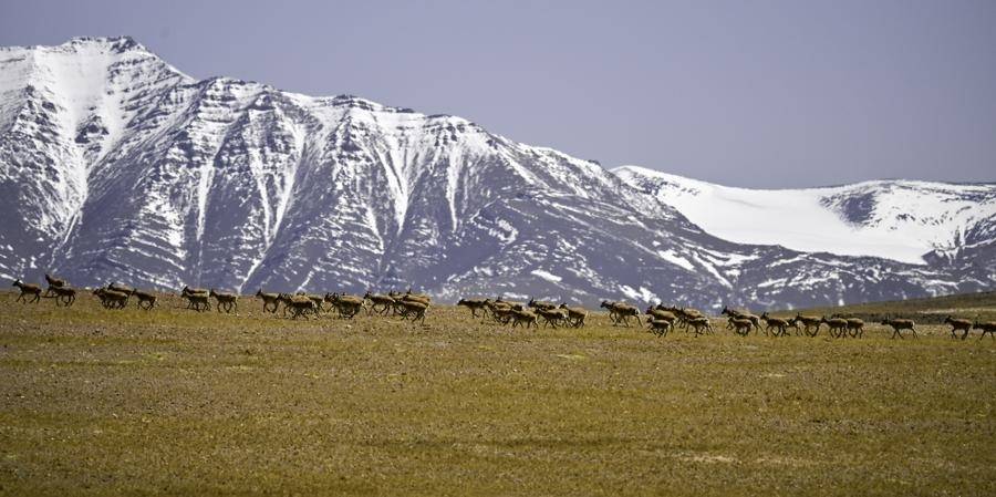 LenstoLens | Wildlife Spectacles: From African Plains to Tibetan Plateaus